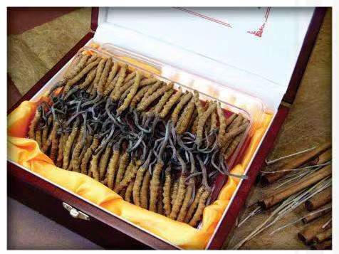 峄城冬虫夏草回收